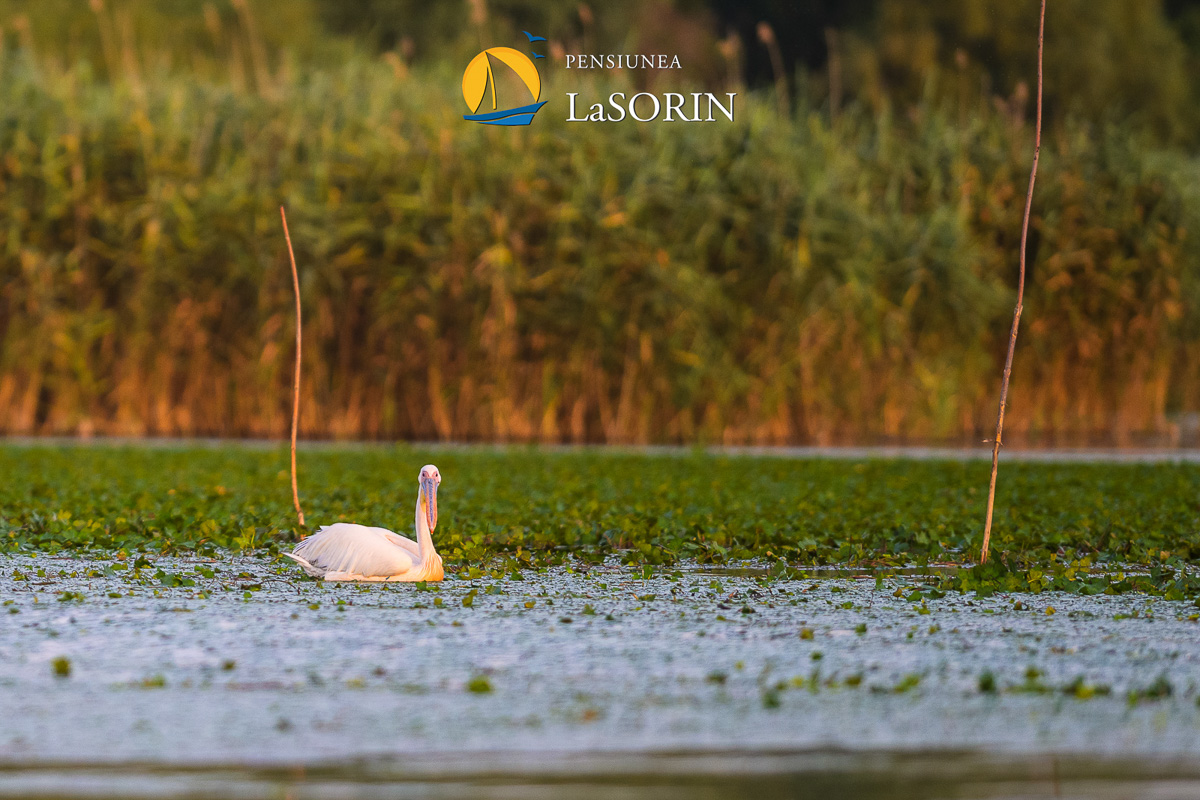 pensiunea-la-sorin-cazare-murighiol_piscina_.0181