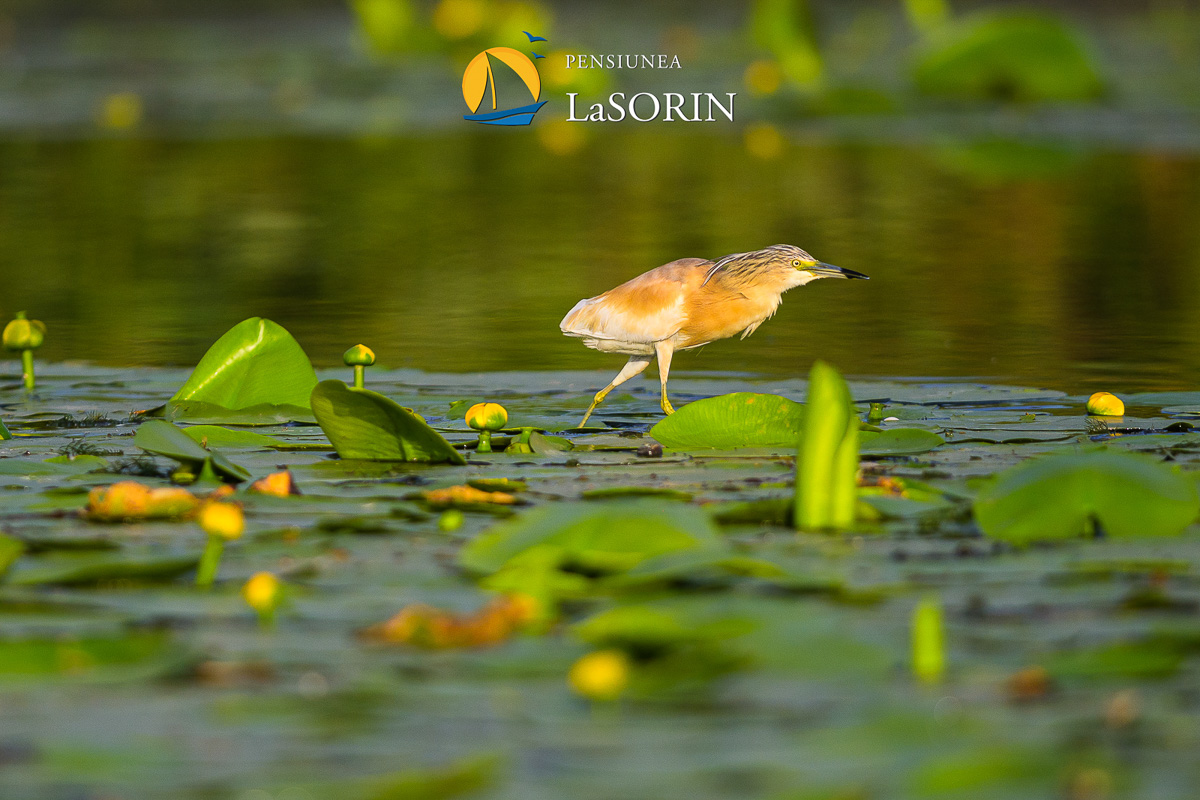 pensiunea-la-sorin-cazare-murighiol_piscina_.0210