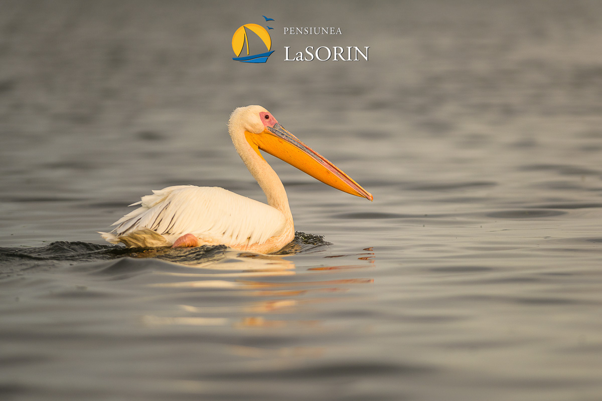pensiunea-la-sorin-cazare-murighiol_piscina_.0228