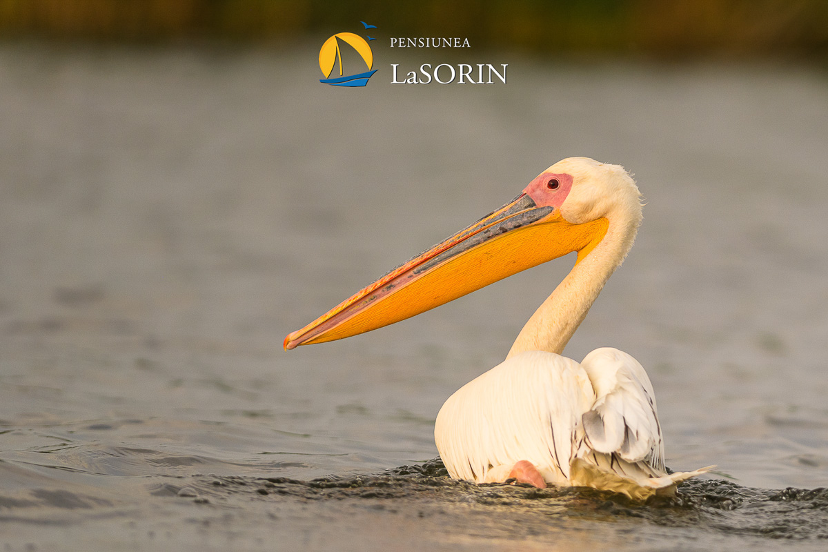 pensiunea-la-sorin-cazare-murighiol_piscina_.0229